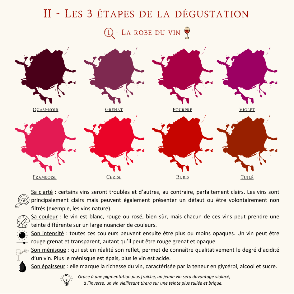 Comment déguster un vin comme un professionnel : le guide complet pour apprendre à savourer le vin comme un sommelier !