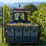 Domaine Coustarret